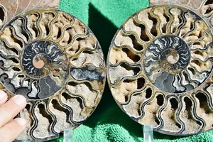 Dinosaur Split PAIR BLACK Ammonite 1 IN 100 XXL 212mm 110myo FOSSIL 8.5" a3829ou - Picture 1 of 10