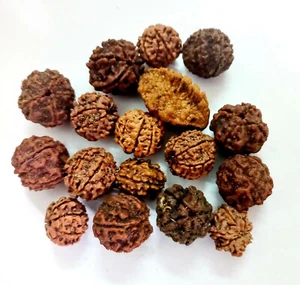 7 MUKHI RUDRAKSHA SEVEN FACED RUDRAKSH NEPAL BEAD ENERGIZED HINDU RELIGIOUS - Picture 1 of 6