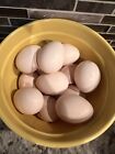 *Show Quality* Black Silkie Hatching Eggs (1 dozen)