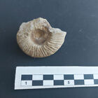 Ammonit Ataxioceras, Vierzehnheiligen, Unt.Kimmeridgium, Nördl. Frankenalb