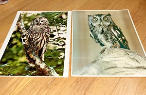 2 - 11"x 14" Color Photos / Kodak OWLS - Picture 1 of 8