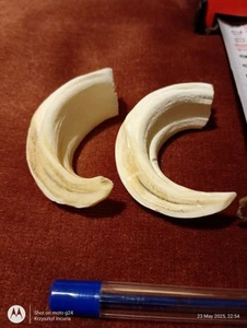 2 Large Wild Boar Teeth Tusks Tooth Fangs Talisman Amulet Shamanic Jewellery - Picture 1 of 17