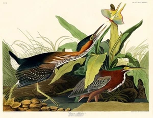Heron verde - 1827 - Magnete poster illustrazione - Foto 1 di 2
