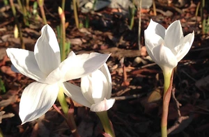 Zephyranthes drummondii flower bulbs x 4 Flowering size - Native of Mexico - Picture 1 of 2
