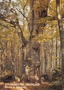 03-VITRAY FORET DE TRONCAIS-N C-4327-B/0253 - Picture 1 of 2