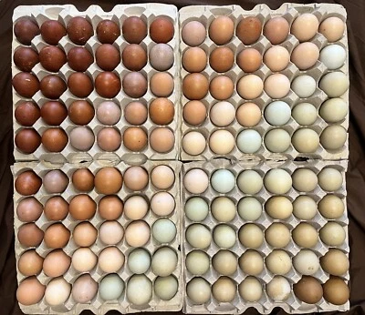 BLUE Hatching Eggs RAINBOW LAYERS / OLIVE EGGERS 10+2 NPIP Pure Breeds possible Dozen