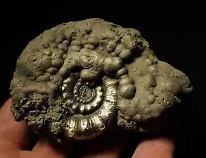 Large pyrite Eoderoceras ammonite fossil 82 mm Jurassic Coast Fossils UK geology - Picture 1 of 7