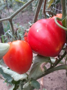 Tomate Szentbékkállai Landrace - Corazón de buey húngaro - 5+ semillas - Semillas - P 488 - Imagen 1 de 1