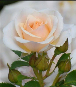 ROSE SEEDS 30 x ROSE FLOWER SEEDS CHAMPAGNE ROSE PLANT SEEDS U.K. SELLER - Picture 1 of 12