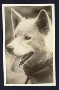 Early 1900's RPPC Postcard, Dog, Akita? Animals - Picture 1 of 2