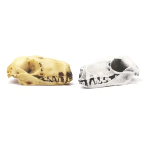 Bat Skull Hammer headed Bat replica skull 1:1 scale 2.5 inch cruelty free - Picture 1 of 7