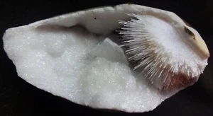 STUNNING SCOLESITE BLOW BALL W/ EP-STILBITE IN SEMI GEODE MATRIX MINERALS SPECIM - Picture 1 of 4