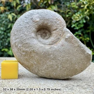 Aspidoceras longispinum Fossil Ammonite – Kimmeridgian, Jurassic – Meßstetten, - Picture 1 of 1