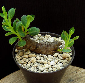 Monadenium mafingensis,Caudex,Euphorbia,Bulb