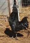10+ Ayam Cemani Hatching Eggs, High Fertility, Very Fresh When Shipped Priority 