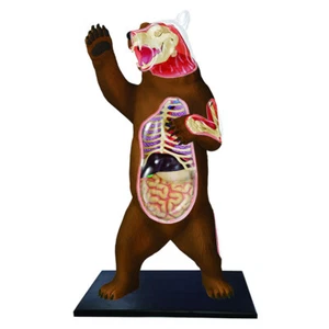 Puzzle toys BEAR Animal anatomy modell teaching model  - Picture 1 of 4
