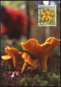Aland Maxi 2003 Mushroom Chanterelle como nuevo - Imagen 1 de 1