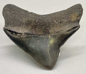Scharf gezackter großer hinterer 2,09 Zoll fossiler MEGALODON Haizahn - Bild 1 von 6