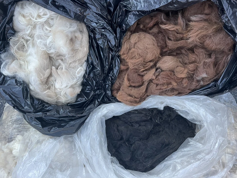 ATTENTION SPINNERS BEAUTIFUL ROMNEY WOOL, LLAMA & ALPACA FIBER FOR SALE   - Image 1 of 1