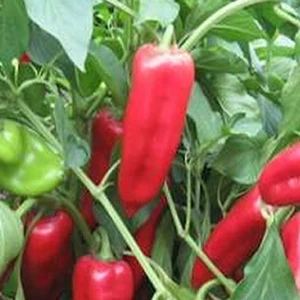 Kurtovska Kapija , 10 semillas , Capsicum annuum (638) - Picture 1 of 1