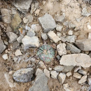 Mini Devil's Head Cactus Echinocactus Horizonthalonius - Picture 1 of 6