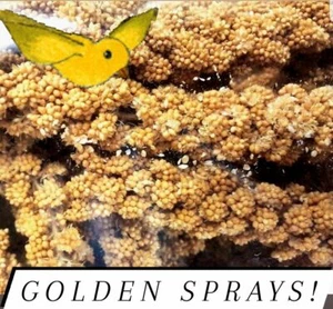 FRESH!!! Spray millet California Grown Freshly Packaged 8 Ounces (5-10 Sprays) - Picture 1 of 2