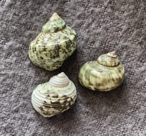 Green Turban Sea Shells Torbo Jade Marbling Conch Lot 3, 2 Polished, 1 Natural - Picture 1 of 23