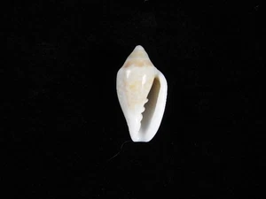 Sea Shell Marginella fishhoekensis 24.2mm ID#9416 - Picture 1 of 2