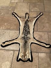 Tanned Rare South African Black-Backed Jackal Pelt Taxidermy Rug