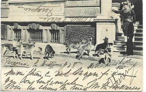 1908 TURKEY CONSTANTINOPLE DOG AND CATS MEETING  GERMAN POST OFFICE LEVANT - Picture 1 of 2