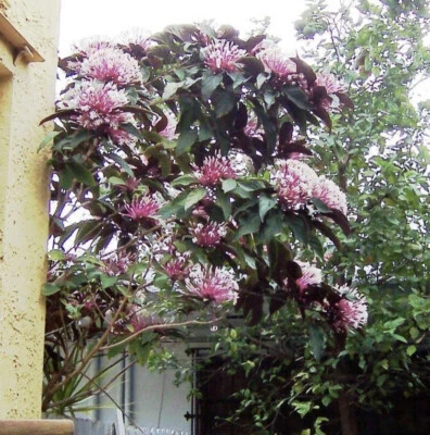 *SHOOTING STAR* Clerodendrum Quadriloculare STARBURST Starter Plant*SHIPS IN POT - Image 1 of 4
