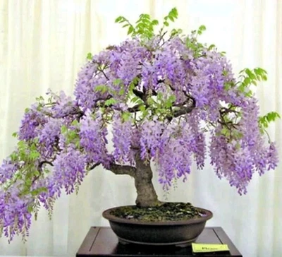 3 Wisteria BLUE MOON  Unrooted Cuttings 6-8" long.  Vine Tree. Fresh Cuts - Image 1 of 4