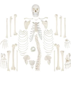 Axis Scientific Complete Disarticulated Human Skeleton Bundle, life size - Picture 1 of 10