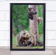 Bear Finland Cub Mother Brown Cubs Family Young Babies Cute Wall Art Print