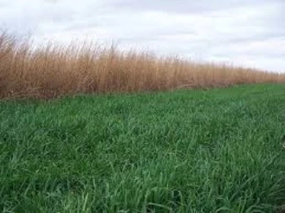 5 LBS Winter WHEAT SEED Deer Food Plots Garden Erosion Cover Crop Throw & Grow  - Image 1 of 3