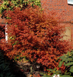Rotaustreibender Fächerahorn Deshojo 100-125cm - Acer palmatum