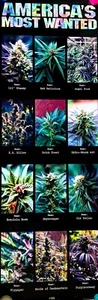 Cannabis Weed Marihuana großes Türformat Poster 53 cm x 157 cm gerollt - Bild 1 von 2