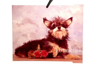 YORKSHIRE TERRIER Profi Hundeporträt * Dia / Diapositiv 10 x 12 cm ! um 1960 - Picture 1 of 1
