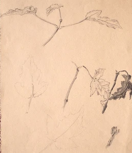 Studienzeichnung Blätter Baum Unikat Bleistift Zeichnung 1945 - Picture 1 of 3