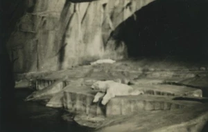 France Zoo Polar Bear Old snapshot Photo 1930 - Imagen 1 de 3