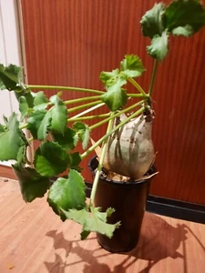 Cyphostemma útero var. macropus, Caudex, rareza, planta rara, ¡caudiciforme! - Imagen 1 de 19