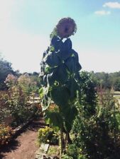 SKYSCRAPER SUNFLOWER / AVERAGES 15 - 20' / ONE OF OUR MOST POPULAR / GROWS FAST!