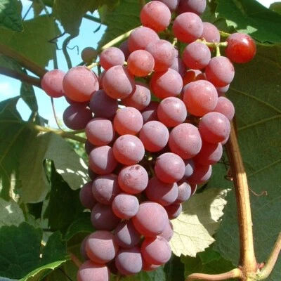 Vanessa pilzfeste kräftige Weinrebe rose süß kernlos Wein 80-100 cm 3,5 L Topf - Bild 1 von 4