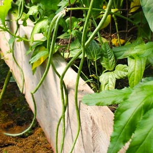 Bush Green Yard Long Bean Seeds | Chinese Green Beans Cowpea 2025 Fast Shipping - Picture 1 of 12