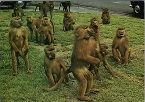 Animals Postcard - Baboons, Monkeys, Royal Windsor Safari Park Ref.RR18224 - Picture 1 of 2