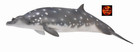CollectA Blainvilles Beaked Whale Sealife Toy Model Figure 88761 New