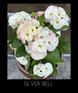Crown of thorns Silver Bell Plant Euphorbia Milii Corona De Cristo Rare - Picture 1 of 3