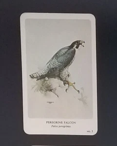 General Cigar Company Trading Card - No. 3 Peregrine Falcon - Card 2 - Bild 1 von 2