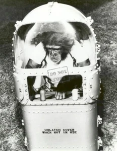 Ham Tries Out His Life Support System Mercury Program 8X12 PHOTOGRAPH - Picture 1 of 1