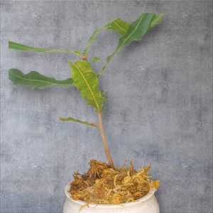 Macadamia Tree Bonsai Starter - Picture 1 of 2